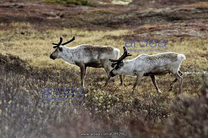 : Reindeer / Caribou - domestic : Reindeer / Caribou - domestic