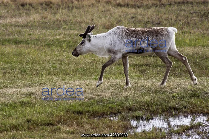 : Reindeer / Caribou - domestic : Reindeer / Caribou - domestic