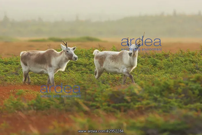 : Reindeer / Caribou - female : Reindeer / Caribou - female