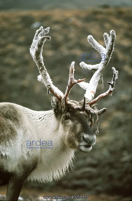 : REINDEER / Caribou - with frosted antlers : REINDEER / Caribou - with frosted antlers
