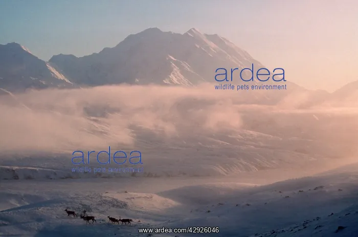 : REINDEER / Caribou - herd : REINDEER / Caribou - herd