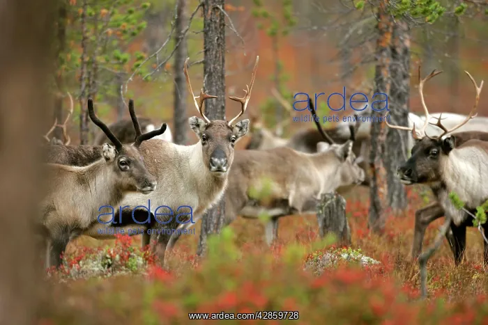 : Reindeer / Caribou - herd in autumn coloured forest : Reindeer / Caribou - herd in autumn coloured forest
