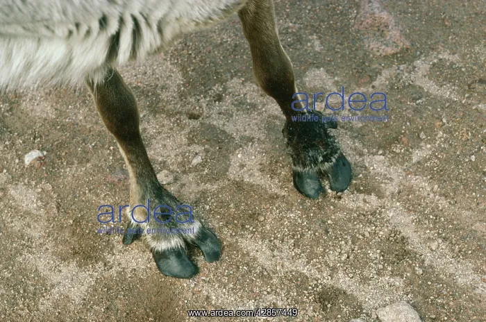  : REINDEER  /  CARIBOU - HOOVES