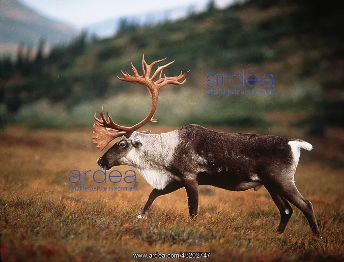 : REINDEER / Caribou - Male : REINDEER / Caribou - Male