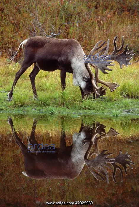 : Reindeer / Caribou - male / stag : Reindeer / Caribou - male / stag
