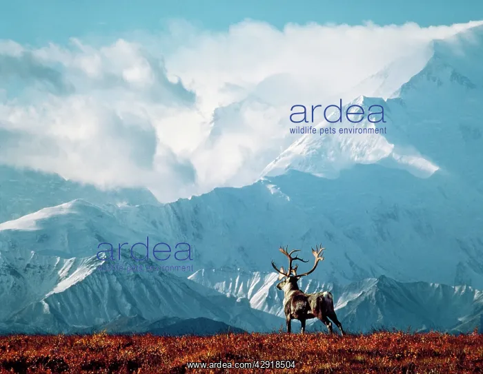 : Reindeer / Caribou - with Mount McKinley in background : Reindeer / Caribou - with Mount McKinley in background