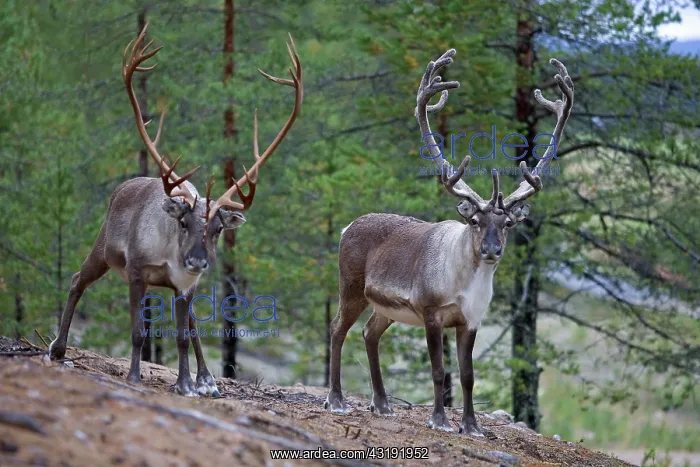 : Reindeer or Caribou (Rangifer tarandus), Finland : Reindeer or Caribou (Rangifer tarandus), Finland