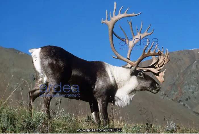 : REINDEER / Caribou - stag with large antlers : REINDEER / Caribou - stag with large antlers
