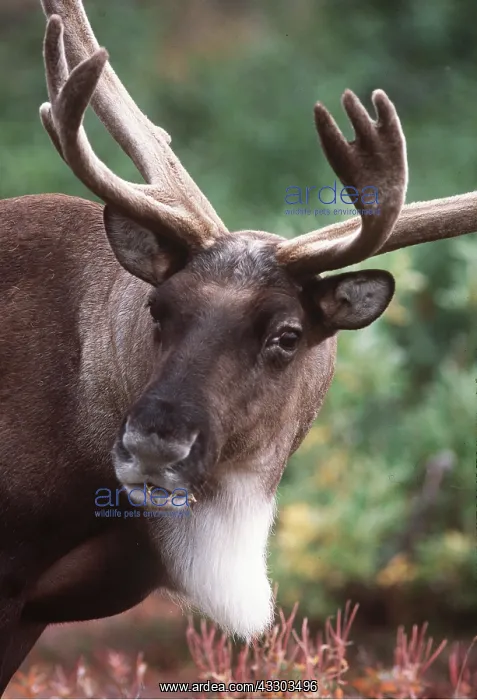  : REINDEER  /  Caribou - stag  /  male
