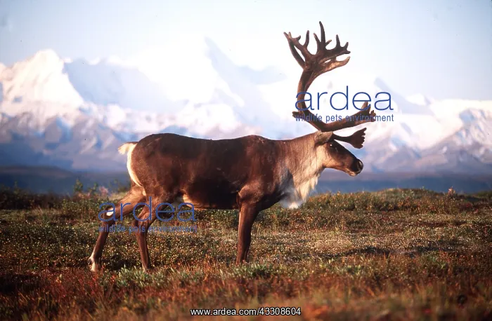 : REINDEER / Caribou - stag / male : REINDEER / Caribou - stag / male