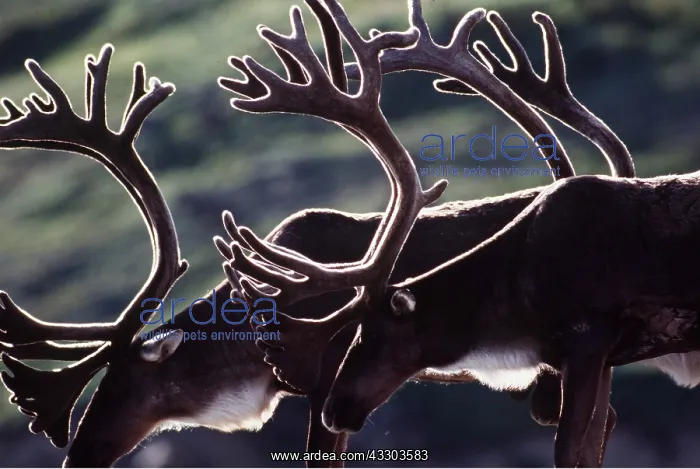 : REINDEER / Caribou - stags with antlers in velvet : REINDEER / Caribou - stags with antlers in velvet