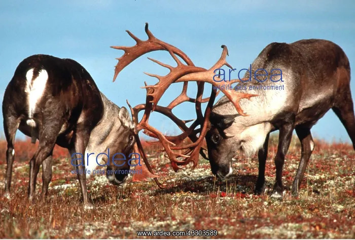 : REINDEER / Caribou - two stags fighting : REINDEER / Caribou - two stags fighting