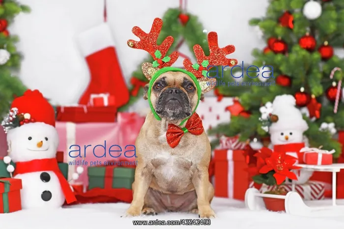 : Reindeer Christmas costume dog. French Bulldog wearing : Reindeer Christmas costume dog. French Bulldog wearing
