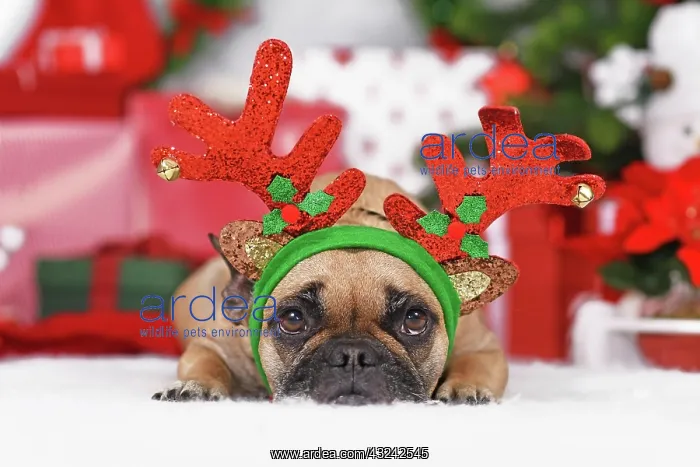 : Reindeer Christmas costume dog. Cute French Bulldog : Reindeer Christmas costume dog. Cute French Bulldog