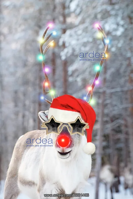 : Reindeer with Christmas hat star glasses and red : Reindeer with Christmas hat star glasses and red