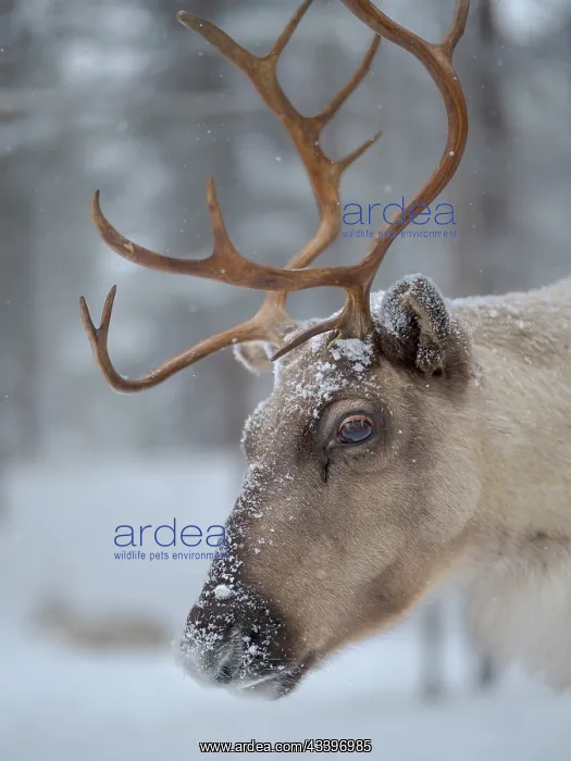 : Reindeer covered with snow during the arctic winter : Reindeer covered with snow during the arctic winter