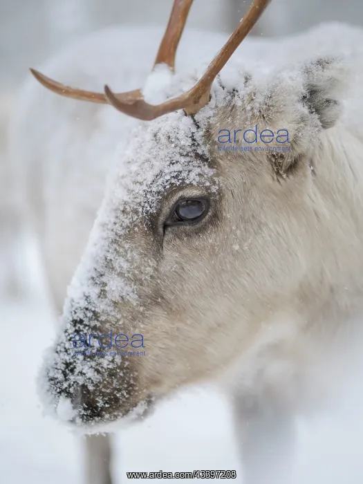 : Reindeer covered with snow during the arctic winter : Reindeer covered with snow during the arctic winter