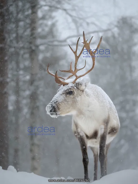 : Reindeer covered with snow during the arctic winter : Reindeer covered with snow during the arctic winter