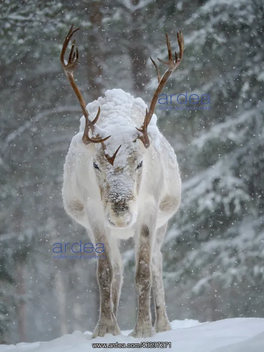: Reindeer covered with snow during the arctic winter : Reindeer covered with snow during the arctic winter
