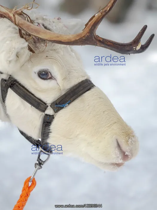 : Reindeer in deep snow during the arctic winter : Reindeer in deep snow during the arctic winter