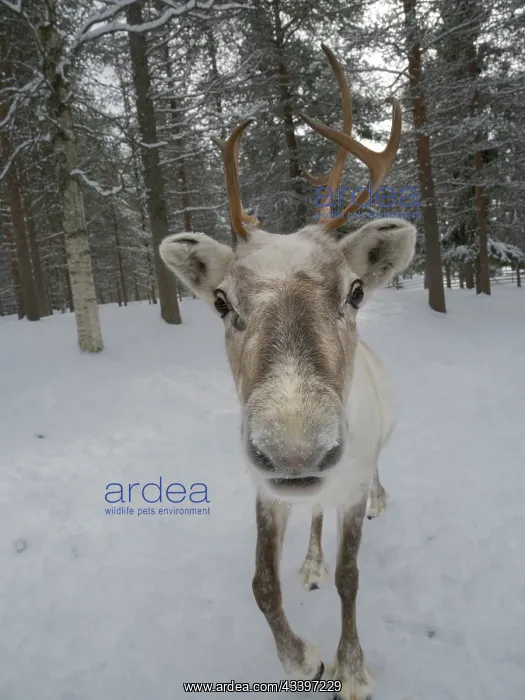 : Reindeer in deep snow during the arctic winter : Reindeer in deep snow during the arctic winter
