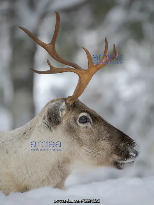 : Reindeer in deep snow during the arctic winter : Reindeer in deep snow during the arctic winter