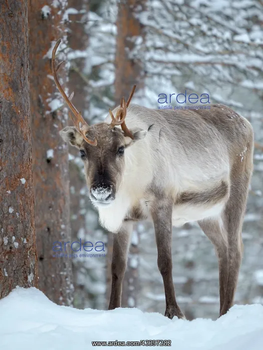 : Reindeer in deep snow during the arctic winter : Reindeer in deep snow during the arctic winter
