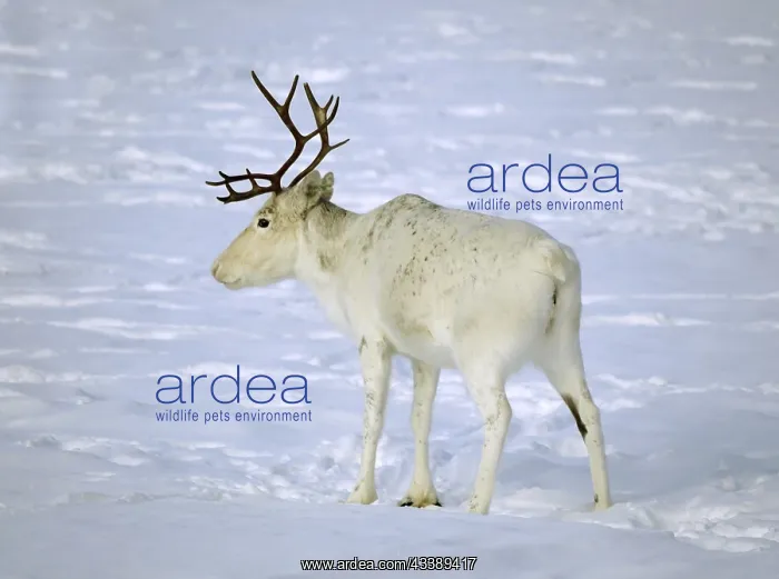 : Reindeer in Finnmark near Inari : Reindeer in Finnmark near Inari