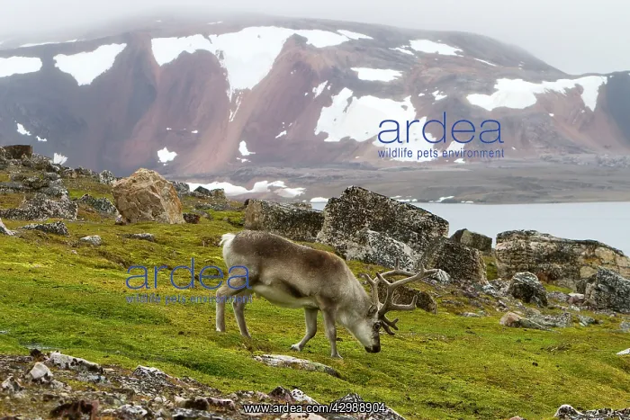 : Reindeer - grazing in the tundra. Ny-Alesund : Reindeer - grazing in the tundra. Ny-Alesund