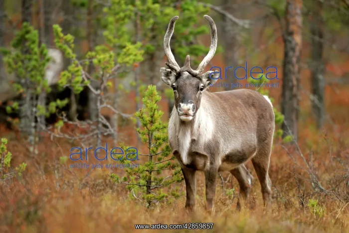 : Reindeer - herd in autumn forest : Reindeer - herd in autumn forest