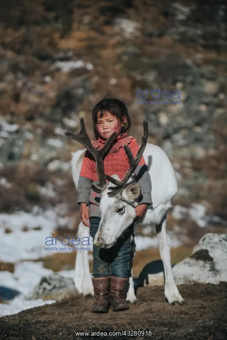 : Reindeer herder girl with baby reindeer. Ulaan taiga : Reindeer herder girl with baby reindeer. Ulaan taiga