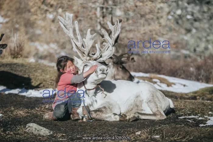 : Reindeer herder girl with baby reindeer. Ulaan taiga : Reindeer herder girl with baby reindeer. Ulaan taiga