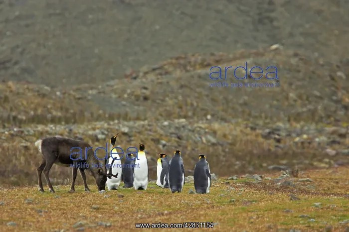 : Reindeer with King Penguins : Reindeer with King Penguins