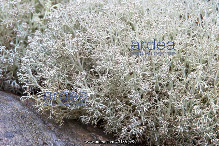 : Reindeer Lichen : Reindeer Lichen