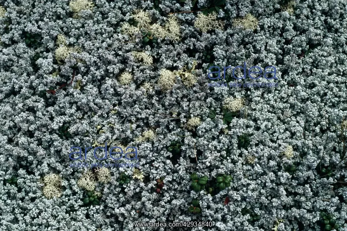 : Reindeer LICHEN - in black spruce woods : Reindeer LICHEN - in black spruce woods