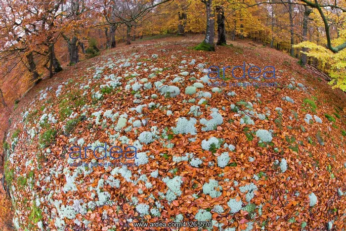  : Reindeer Lichen, covering woodland floor in beech