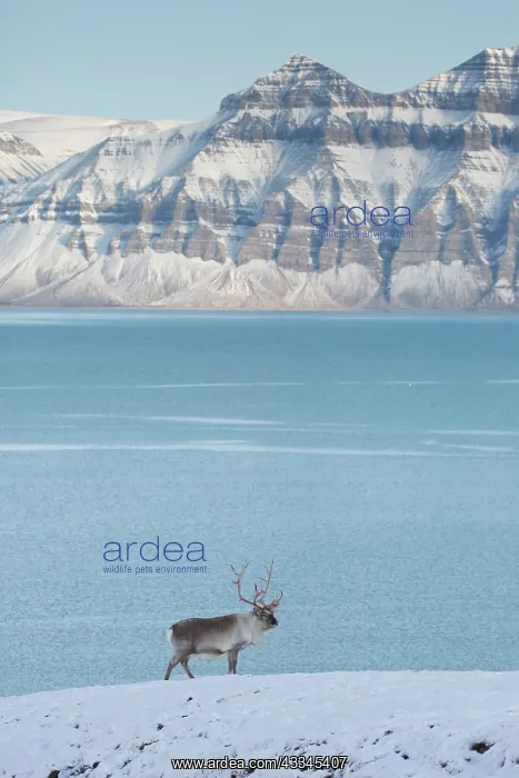  : Reindeer - male in snow - Svalbard, Norway
