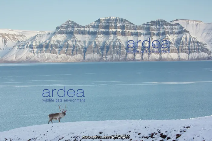 : Reindeer - male in snow - Svalbard, Norway : Reindeer - male in snow - Svalbard, Norway