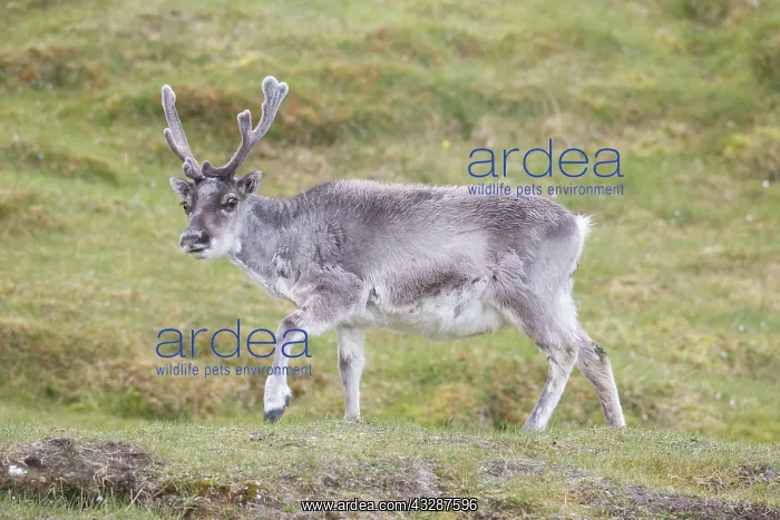 : Reindeer - male in summer - Svalbard, Norway : Reindeer - male in summer - Svalbard, Norway