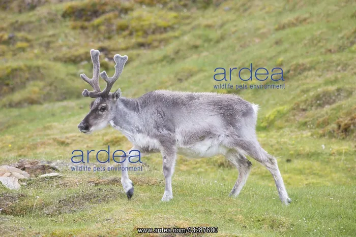 : Reindeer - male in summer - Svalbard, Norway : Reindeer - male in summer - Svalbard, Norway