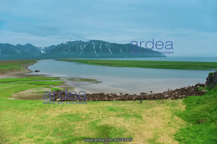 : Reindeer migration (Rangifer Tarandus) at : Reindeer migration (Rangifer Tarandus) at