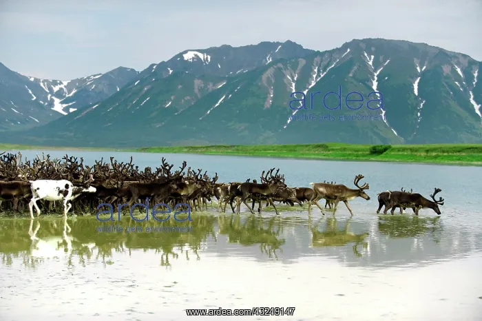 : Reindeer migration (Rangifer Tarandus) at : Reindeer migration (Rangifer Tarandus) at