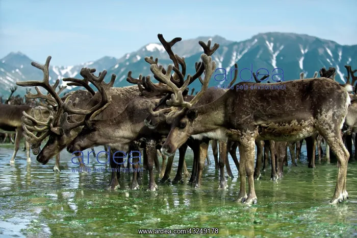 : Reindeer migration (Rangifer Tarandus) at : Reindeer migration (Rangifer Tarandus) at