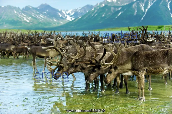 : Reindeer migration (Rangifer Tarandus) at : Reindeer migration (Rangifer Tarandus) at