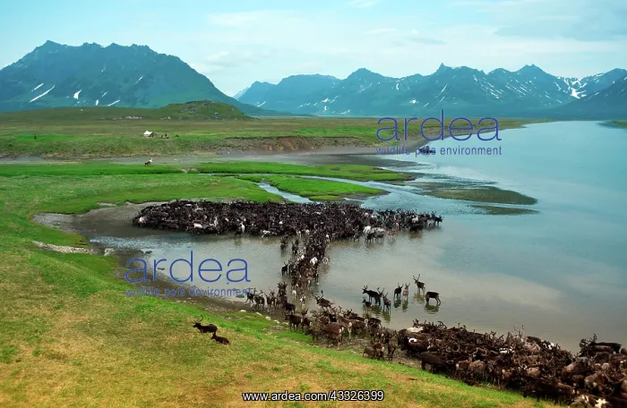 : Reindeer migration (Rangifer Tarandus) at : Reindeer migration (Rangifer Tarandus) at