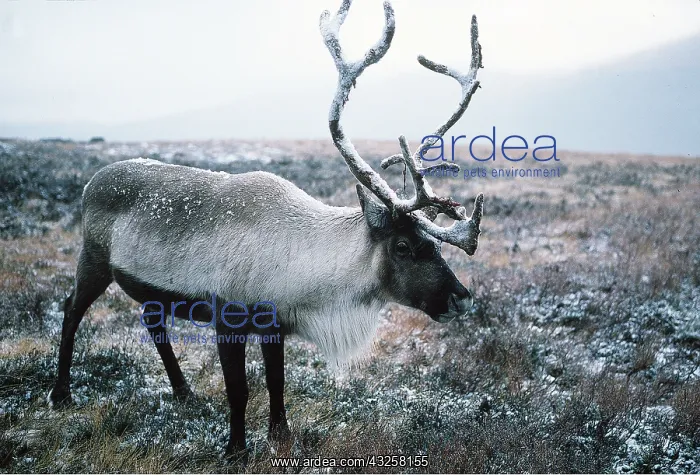 : REINDEER on moor : REINDEER on moor