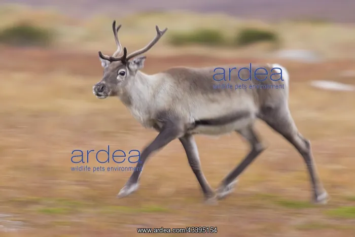 : Reindeer motion : Reindeer motion