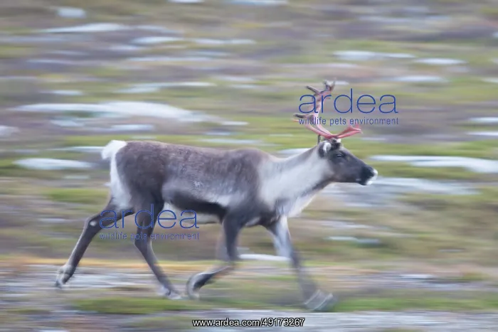 : Reindeer motion : Reindeer motion