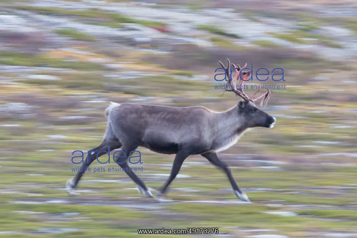 : Reindeer motion : Reindeer motion