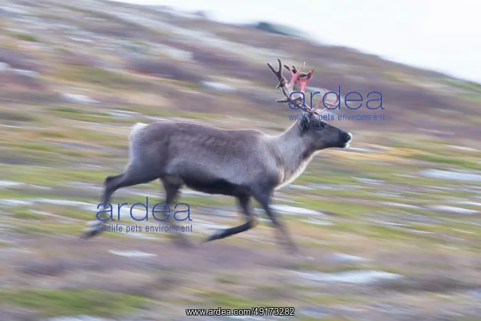  : Reindeer motion